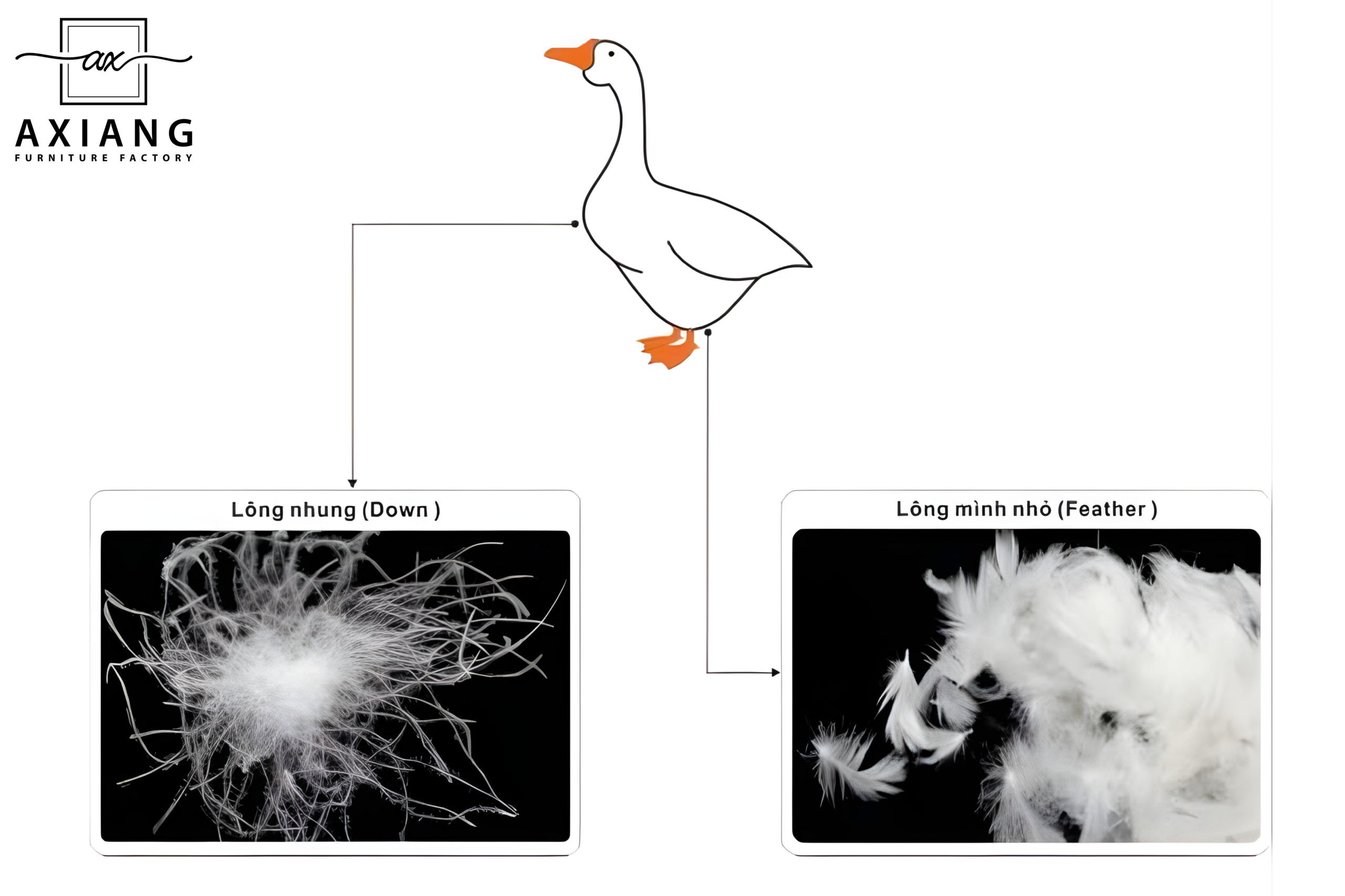 Lông ngỗng trong nội thất